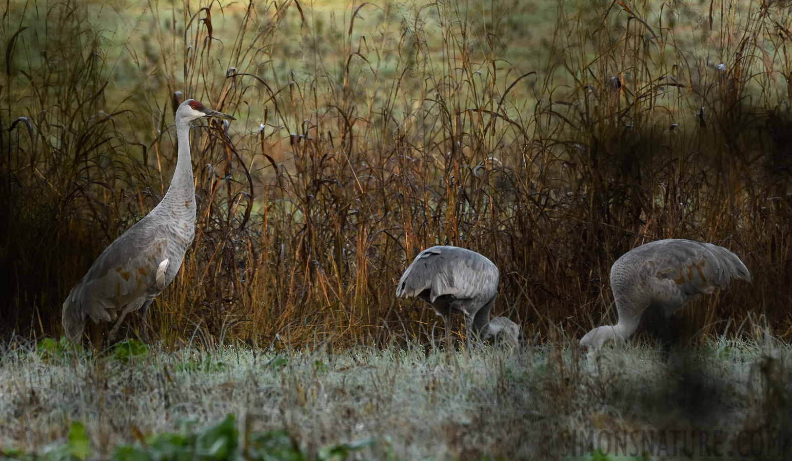 Antigone canadensis tabida [400 mm, 1/500 sec at f / 9.0, ISO 1600]